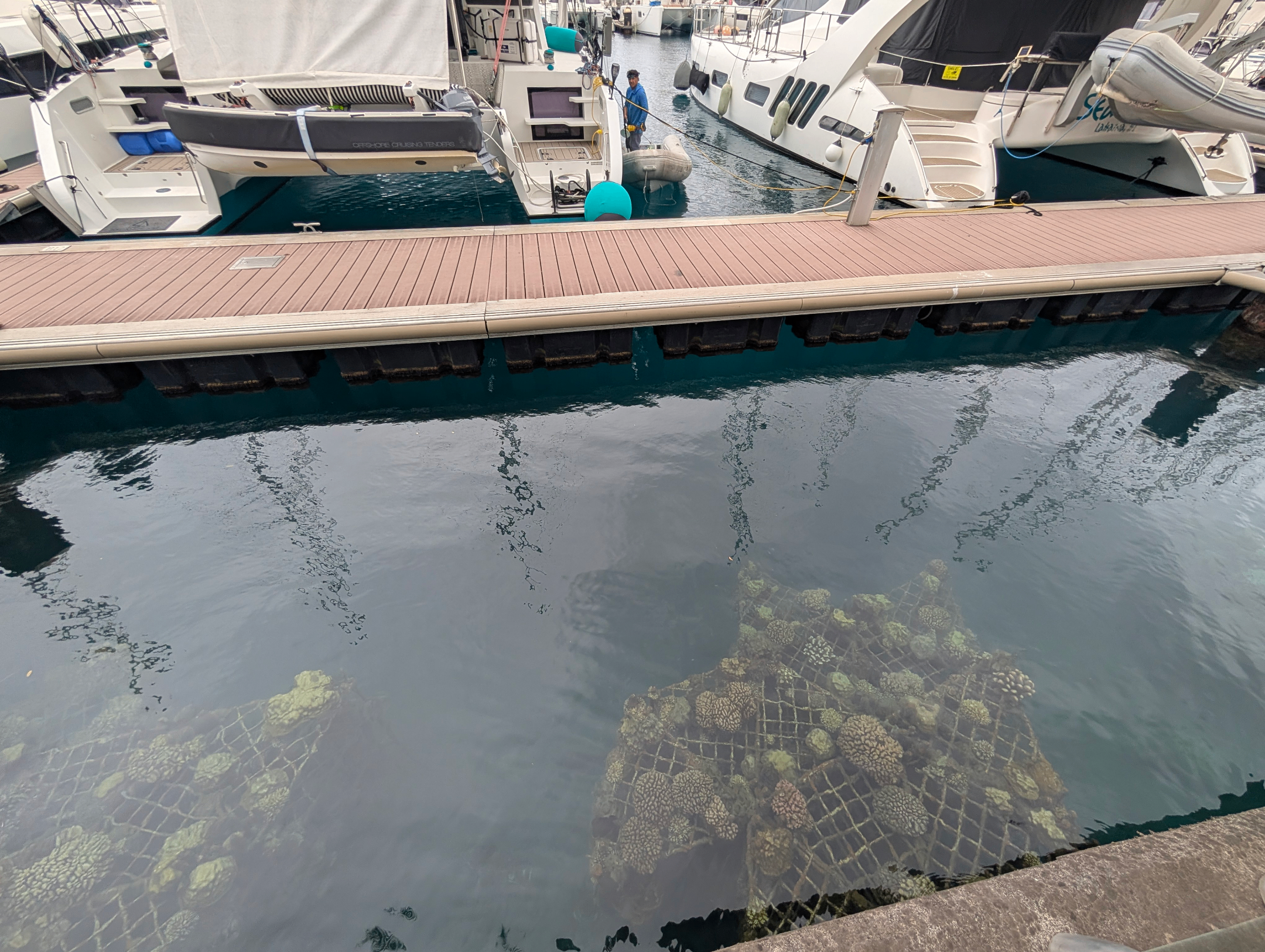 coral restauration observation by the yatchs in papeete coral restauration observation by the yatchs in papeete