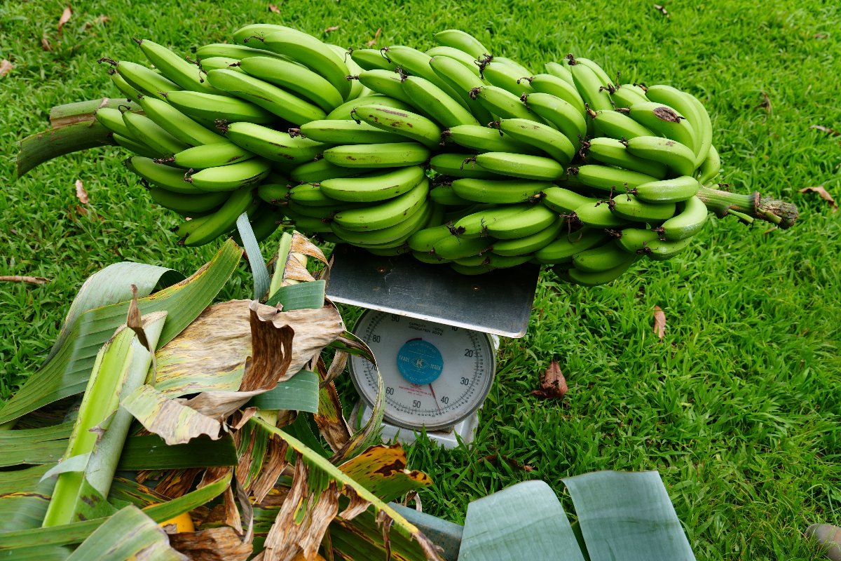 43 kilos bananas from Tahiti