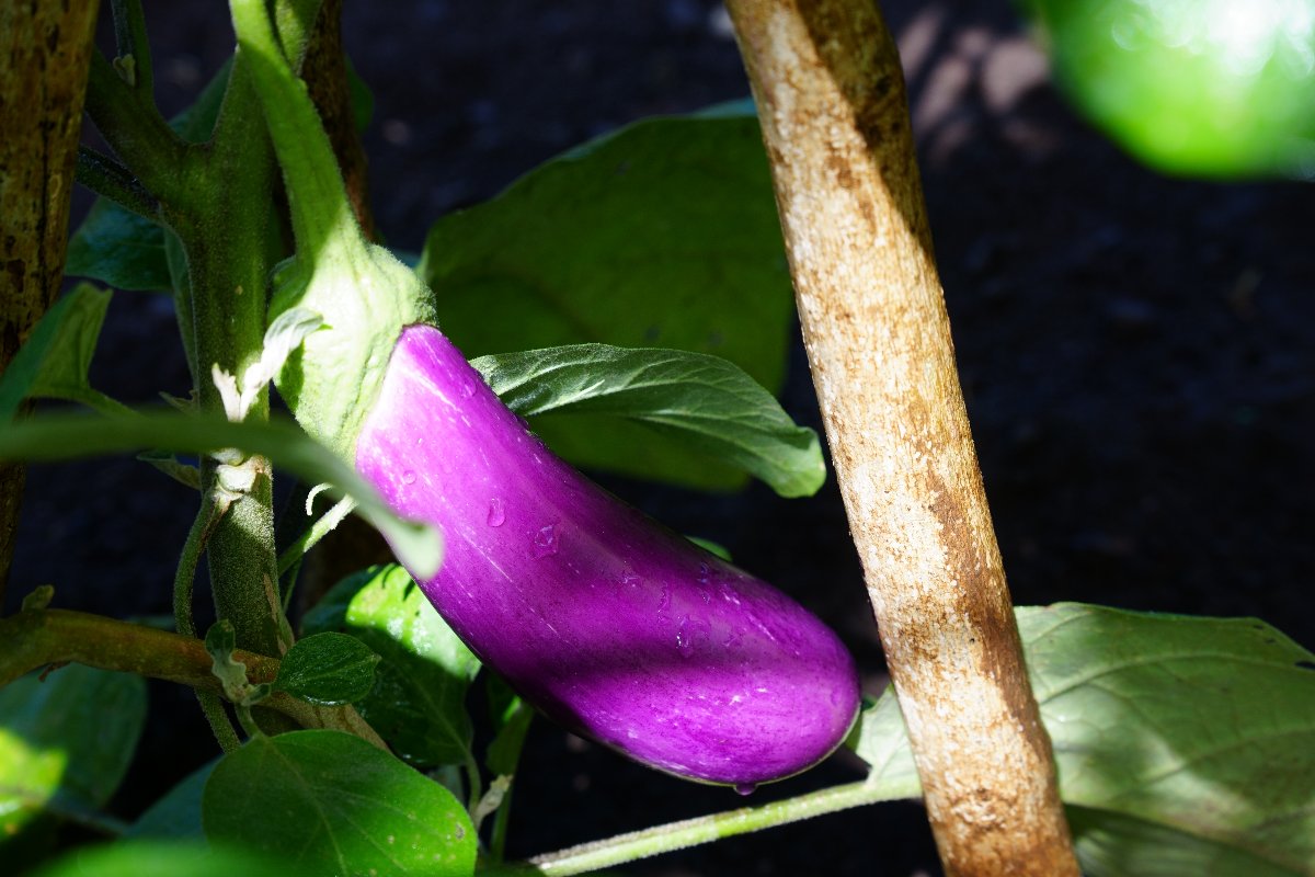 aubergine on a tree in tahiti