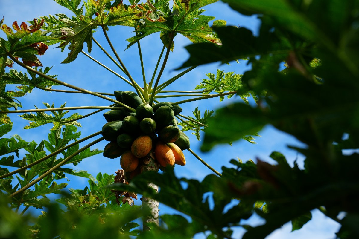 green and yellow papaya on a tree