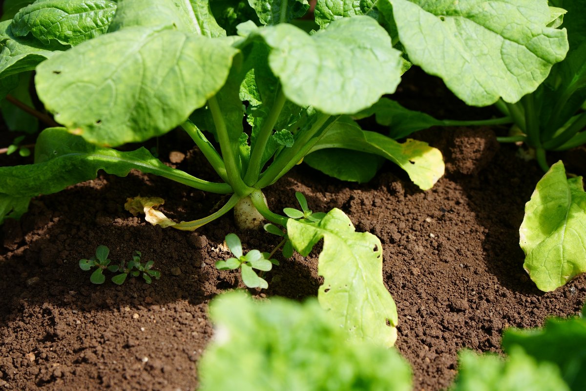 small tahitian daikon growing