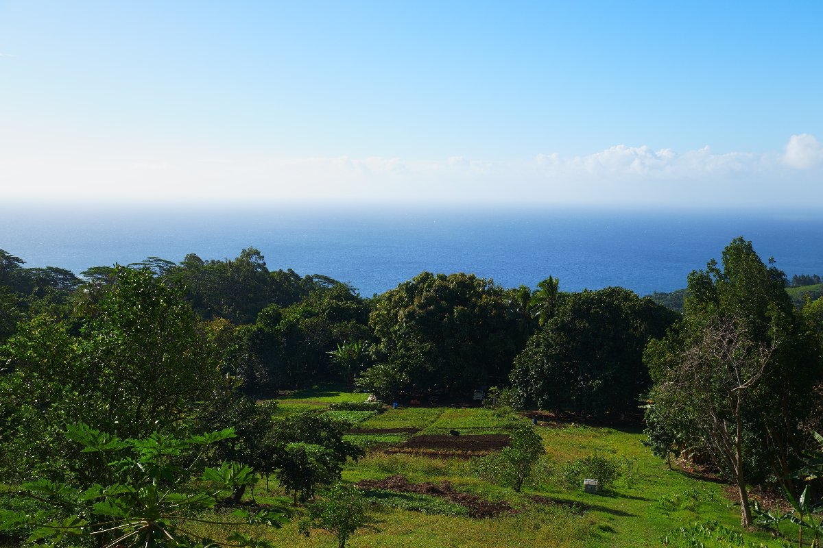 plateau with a view of the pacific ocean in tahiti