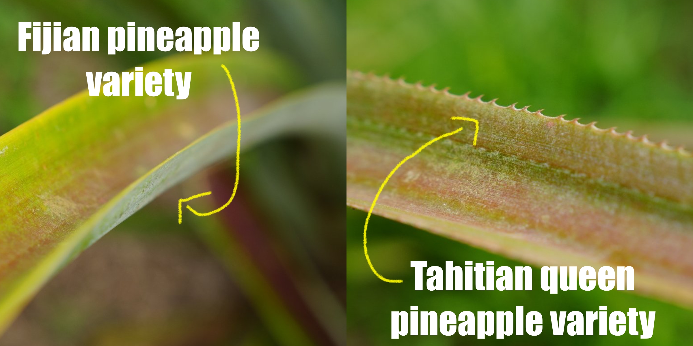 tahitian versus fijian pineapple variety