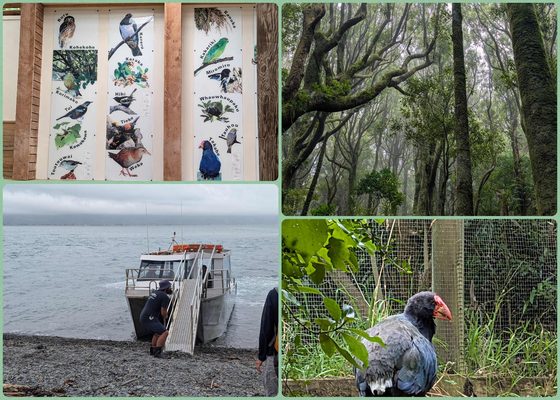Various photos of birds, vegetation with the boat to Kapiti